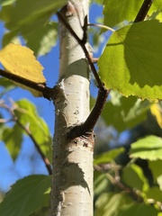 Betula