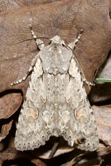 Lithophane ornitopus