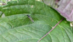 Gnophomyia