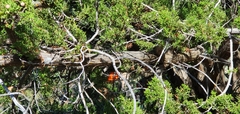 Juniperus monosperma