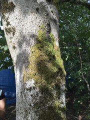 Homalothecium fulgescens