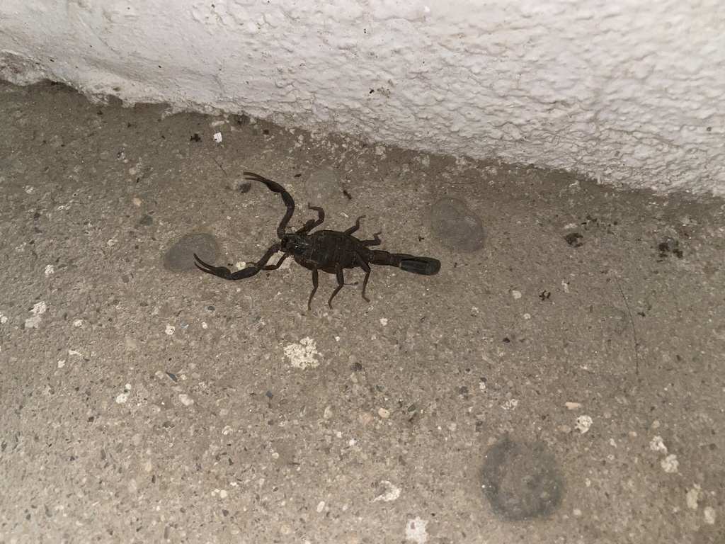 Thorellius atrox