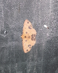 Corgatha semipardata