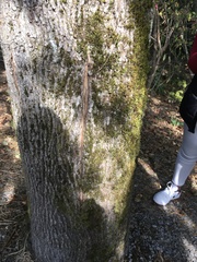 Homalothecium fulgescens