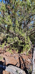 Juniperus monosperma