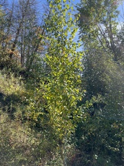 Betula
