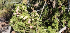 Juniperus monosperma