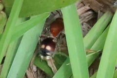 Dasymutilla quadriguttata