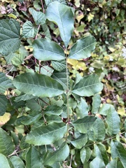 Zanthoxylum americanum