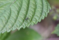 Gnophomyia