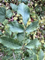 Zanthoxylum americanum