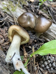 Melanoleuca