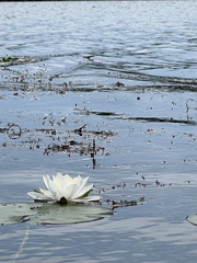 Nymphaea odorata