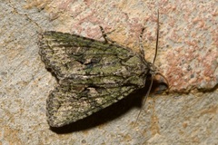 Dryobotodes eremita