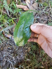 Phaius