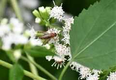 Anaxipha exigua