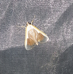 Pylartes subcostalis