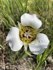 Calochortus gunnisonii