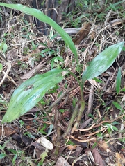 Phaius
