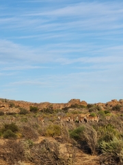 Tragelaphus oryx oryx