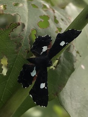 Calydna sturnula