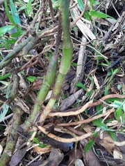 Phaius