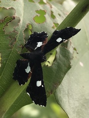 Calydna sturnula
