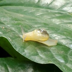 Helicarion perfragilis