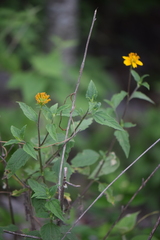 Sclerocarpus uniserialis