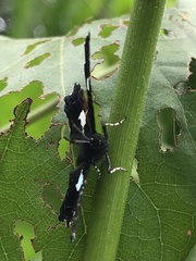 Calydna sturnula