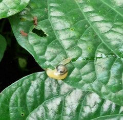 Helicarion perfragilis