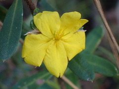 Hibbertia linearis