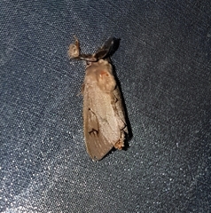 Amatissa leonina