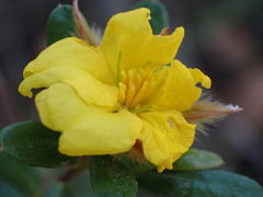Hibbertia linearis