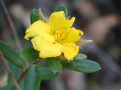Hibbertia linearis