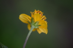 Sclerocarpus uniserialis