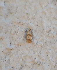 Phalonidia contractana