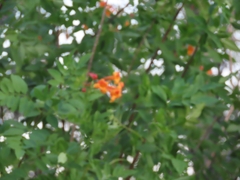 Tecomaria capensis