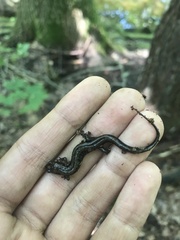 Desmognathus ochrophaeus