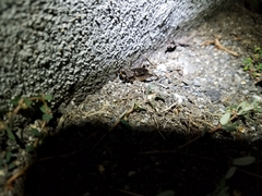 Loxoblemmus doenitzi