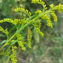Oecanthus euryelytra