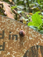 Quantula striata
