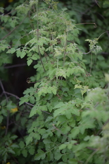 Serjania brachycarpa