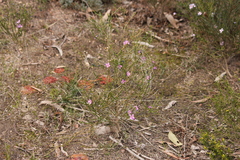Cyanothamnus coerulescens