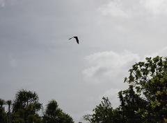 Pteropus melanopogon