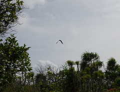 Pteropus melanopogon