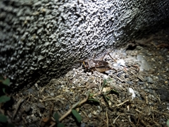 Loxoblemmus doenitzi