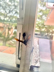 Delta pyriforme circinale