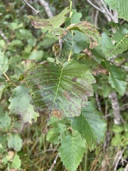 Alnus incana