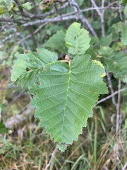 Alnus incana